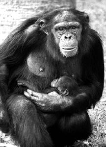 CHIMP_BIRTH