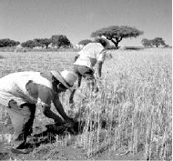 campo-jpg