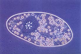 protozoario