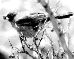 ROBINS_IN_WINTER