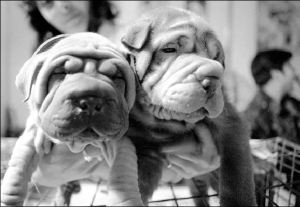 Ťexpo-can-shar-pei-perros