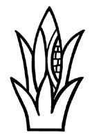 huitlacoche-1