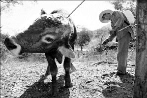 cotidiano toluca005