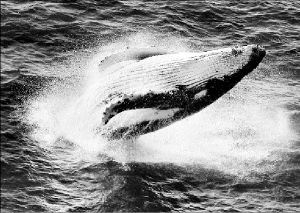 humpback_australia_9s8