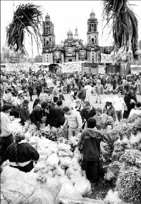 hortalizas zocalo1