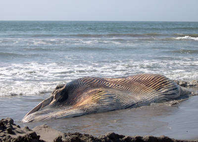 Mueren tortugas y más cetáceos en playas de Sinaloa