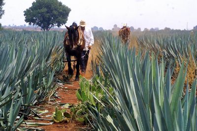 La región tequilera, patrimonio de la humanidad