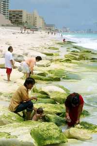 Turistas y lugareños recogen conchas arrastradas por la marea a playa Delfines, en Cancún, Quintana Roo. El gobernador Félix González Canto afirmó que los ocho municipios de la entidad permanecen en emergencia tras el paso de Dean y el estado vive "el momento más difícil", pues las comunidades aisladas requieren servicios, alimentos y ayuda para reconstruir viviendas