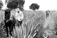 Campos de agave en Arandas, Jalisco