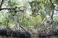 Ejemplares de manglar en Paraíso, Tabasco