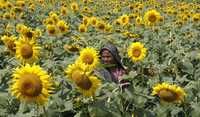 Las semillas mexicanas estudiadas superaban en tamaño a las estadunidenses. En la imagen, un plantío de girasoles en Nepal