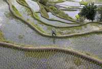 Mientras Filipinas enfrenta una de las peores crisis alimentaria en años, algunos granjeros de la cuna de los cultivos de arroz están abandonándolos por actividades más lucrativas. En la imagen, un hombre camina por los arrozales de la provincia de Ifugao, al norte de Manila