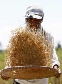 Durante los trabajos en el Instituto Internacional de Investigación del Arroz, ubicado en Los Banos, en el sur de Manila, capital de Filipinas