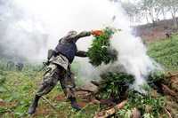 Destrucción de plantíos de mariguana en Michoacán, el pasado 9 de junio