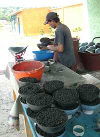 Artesano en un taller del paraje La Saucera elabora las llamadas bombas japonesas, de plástico rellenas de material explosivo y cubiertas con papel sueco, similar al de los costales de cemento, previamente humedecido con engrudo , las cuales se ponen a secar, según explicó. Actualmente existen en el municipio de Tultepec, estado de México, 275 talleres pirotécnicos regulados por la Secretaría de la Defensa Nacional, que ofrece empleo a varias familias