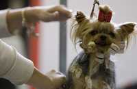 Habilidades físicas y de servicio al hombre, así como elegancia y galanura, son algunas de las características de los canes presentes en el recinto de la colonia Nápoles. Un delicado yorkshire terrier, durante su sesión de peinado, antes de ser exhibido