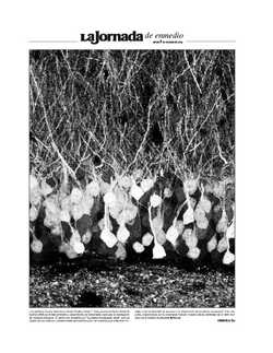 La Jornada de enmedio